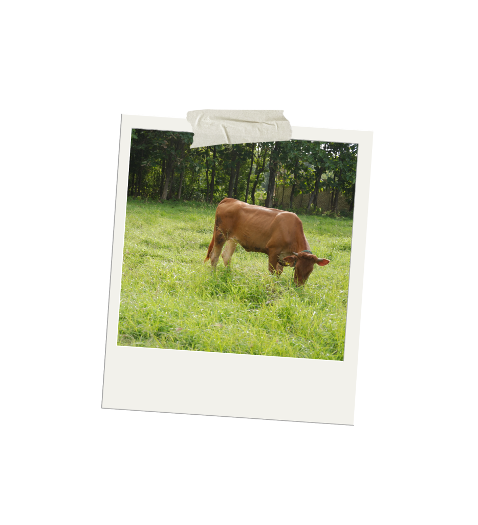 Peternakan Wahyu Beef